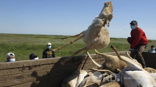 Казахстан улсад уран олборлолтоос болоод олон тооны бөхөн үхжээ