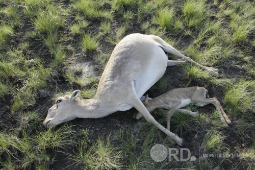 Казахстан улсад уран олборлолтоос болоод олон тооны бөхөн үхжээ