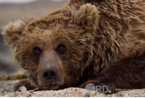 Говийн баавгай буюу Мазаалай баавгай